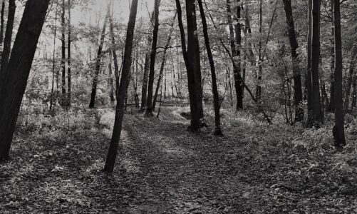 The Dark Forest/Chris Cornelius